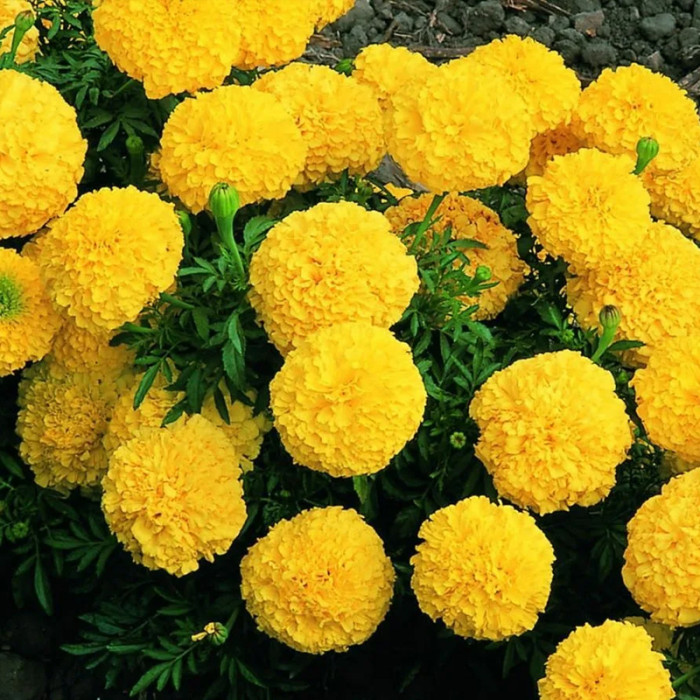 Насіння однорічних африканських чорнобривців «Купідон» 0,2 г