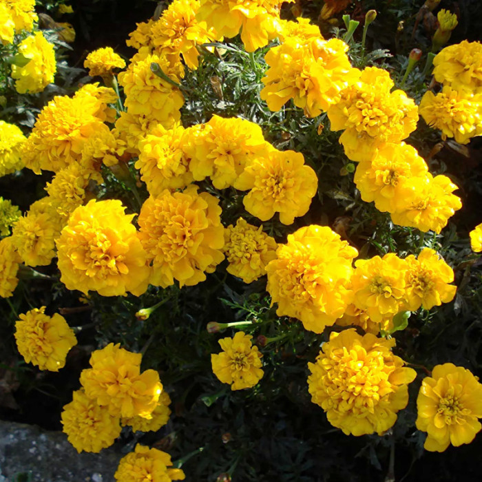 Насіння однорічних африканських чорнобривців «Купідон» 0,2 г