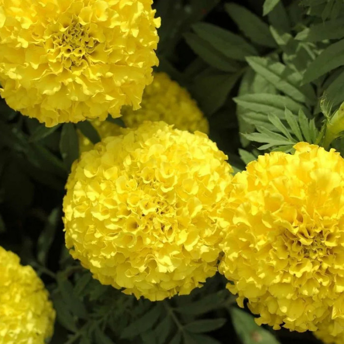 Насіння однорічних африканських чорнобривців «Купідон» 0,2 г