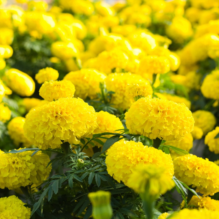 Насіння однорічних африканських чорнобривців «Купідон» 0,2 г