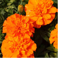 Насіння однорічних африканських чорнобривців «Мандарин» 0,2 г