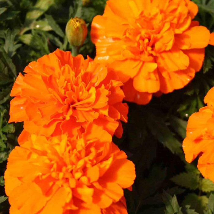 Насіння однорічних африканських чорнобривців «Мандарин» 0,2 г