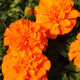Насіння однорічних африканських чорнобривців «Мандарин» 0,2 г