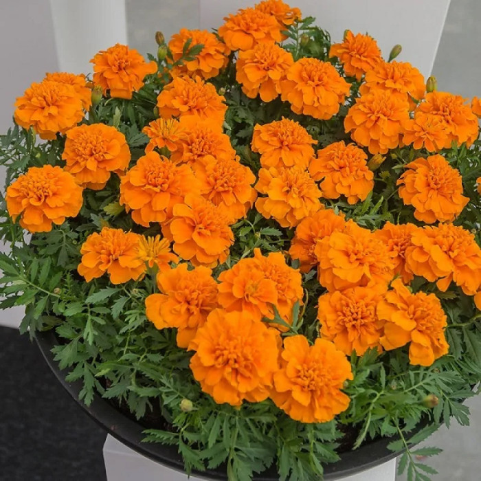 Насіння однорічних африканських чорнобривців «Мандарин» 0,2 г