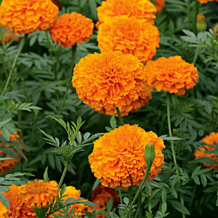 Насіння однорічних африканських чорнобривців «Мандарин» 0,2 г