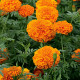 Насіння однорічних африканських чорнобривців «Мандарин» 0,2 г