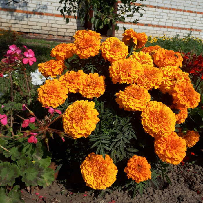 Насіння однорічних африканських чорнобривців «Мандарин» 0,2 г