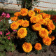 Насіння однорічних африканських чорнобривців «Мандарин» 0,2 г