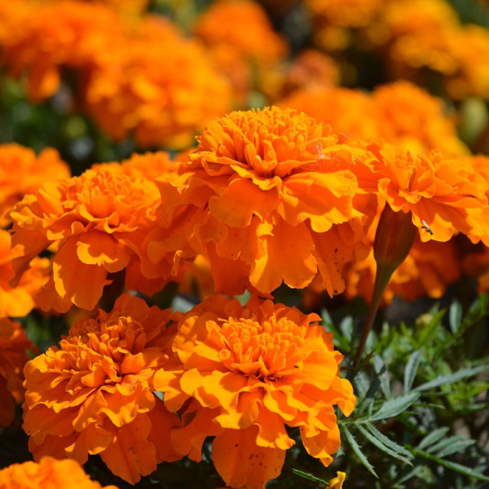 Насіння однорічних африканських чорнобривців «Мандарин» 0,2 г