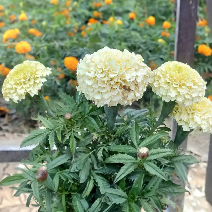 Насіння однорічних чорнобривців «Біла куля» 0,1 г