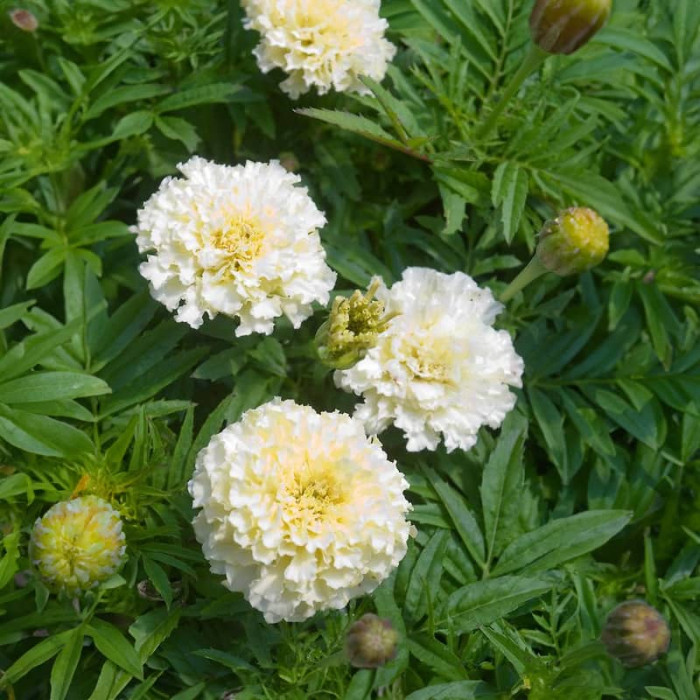 Насіння однорічних чорнобривців «Вайт Боул 0,1 г