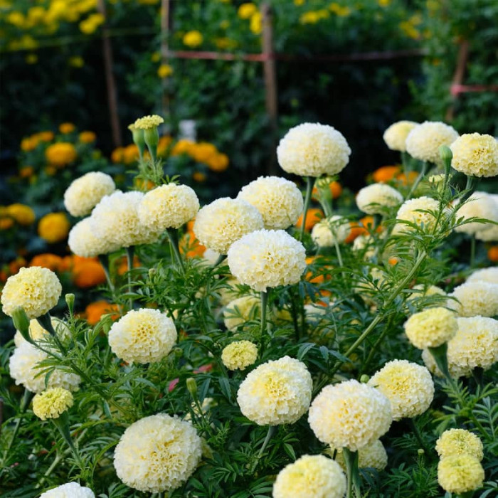 Насіння однорічних чорнобривців «Біла куля» 0,1 г