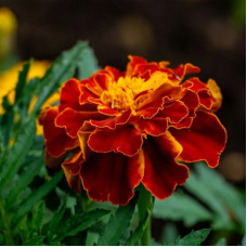 Насіння однорічних чорнобривців «Болеро» 0,5 г