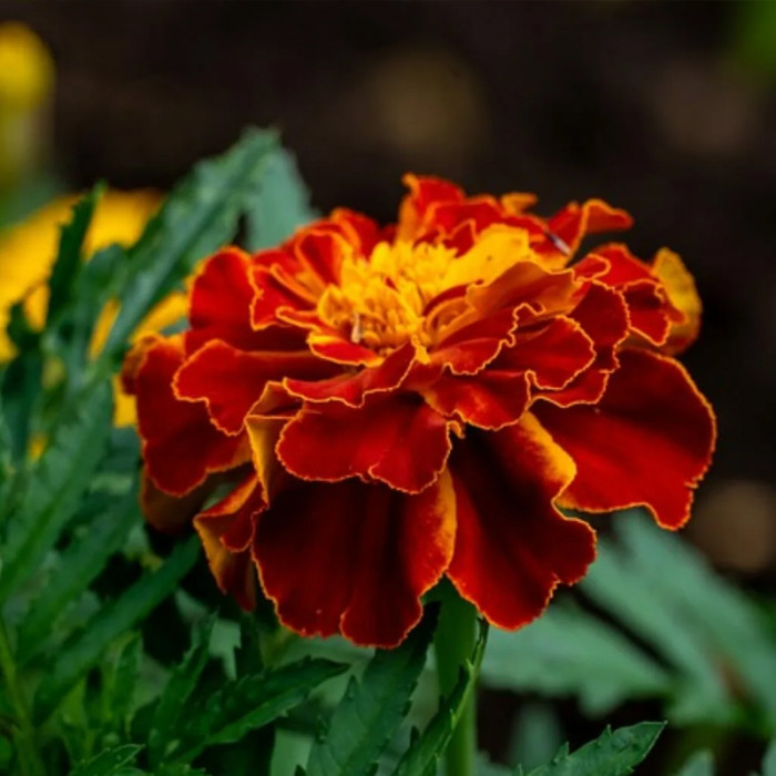 Насіння однорічних чорнобривців «Болеро» 0,5 г