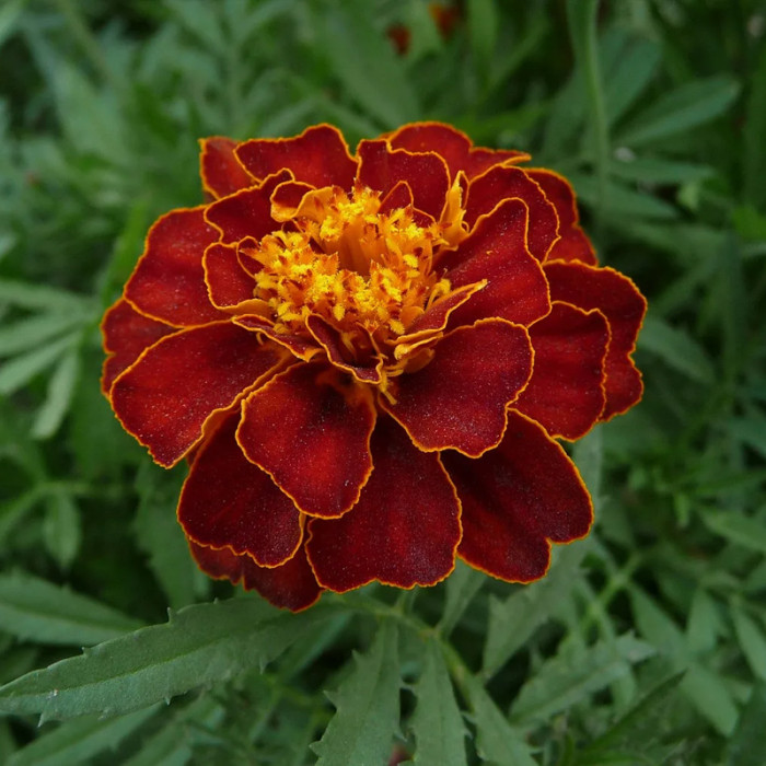 Насіння однорічних чорнобривців «Болеро» 0,5 г