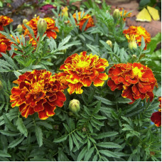 Насіння однорічних чорнобривців «Боніто Кармен» 0,5 г