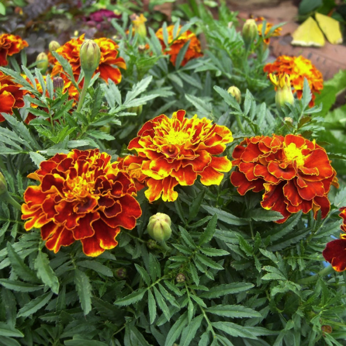 Насіння однорічних чорнобривців «Боніто Кармен» 0,5 г