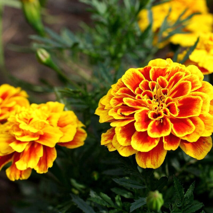 Насіння однорічних чорнобривців «Боніто Кармен» 0,5 г