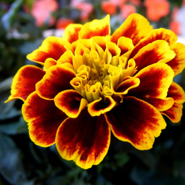 Насіння однорічних чорнобривців «Боніто Кармен» 0,5 г