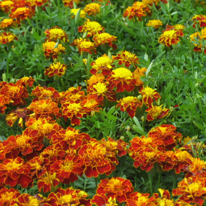 Насіння однорічних чорнобривців «Боніто Кармен» 0,5 г