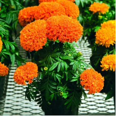 Насіння однорічних чорнобривців «Мандарин» 0,5 г