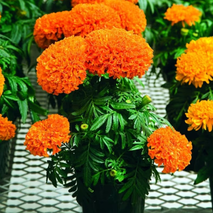 Насіння однорічних чорнобривців «Мандарин» 0,5 г