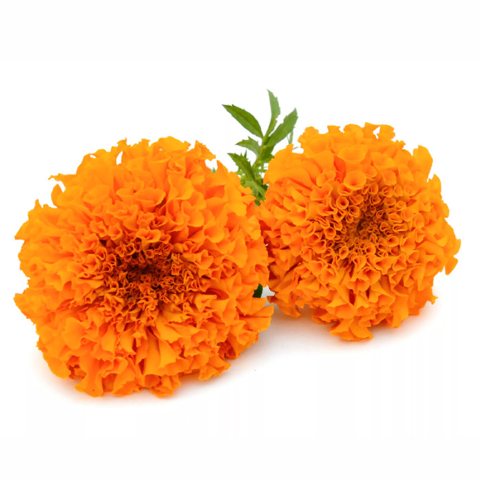 Насіння однорічних чорнобривців «Мандарин» 0,5 г