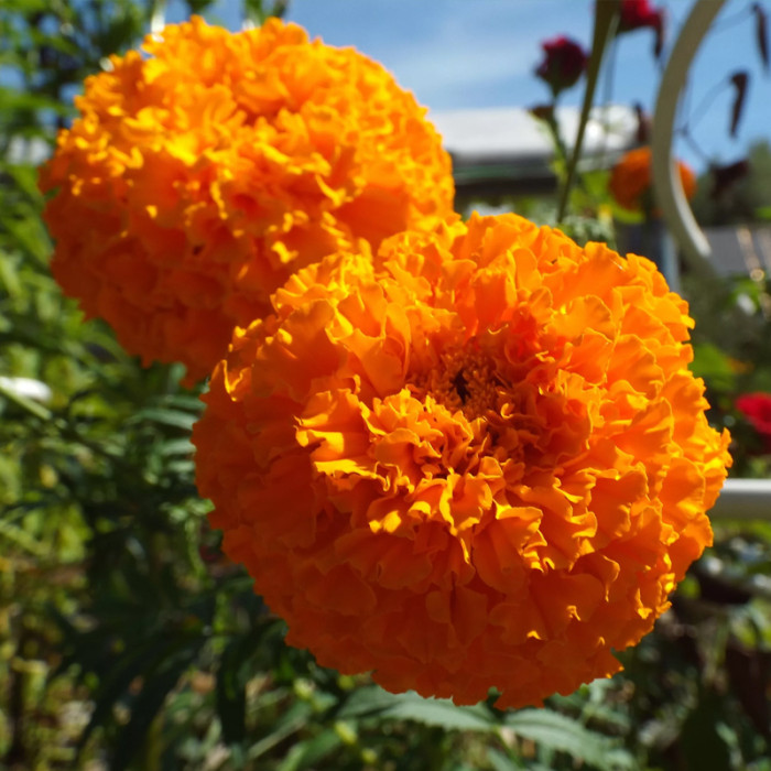 Насіння однорічних чорнобривців «Мандарин» 0,5 г