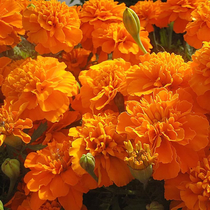 Насіння однорічних чорнобривців «Мандарин» 0,5 г