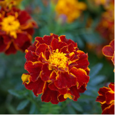 Насіння однорічних чорнобривців «Прімо» 0,2 г