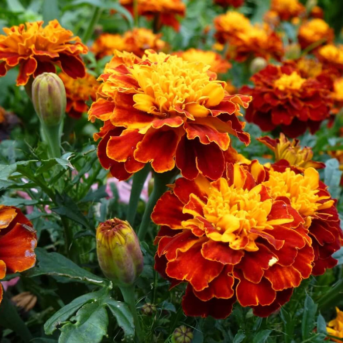 Насіння однорічних чорнобривців «Прімо» 0,2 г