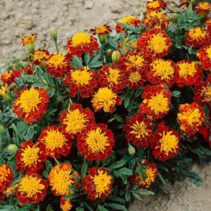 Насіння однорічних чорнобривців «Прімо» 0,2 г