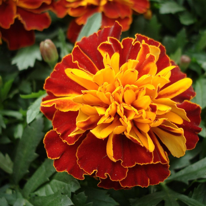 Насіння однорічних чорнобривців «Прімо» 0,2 г