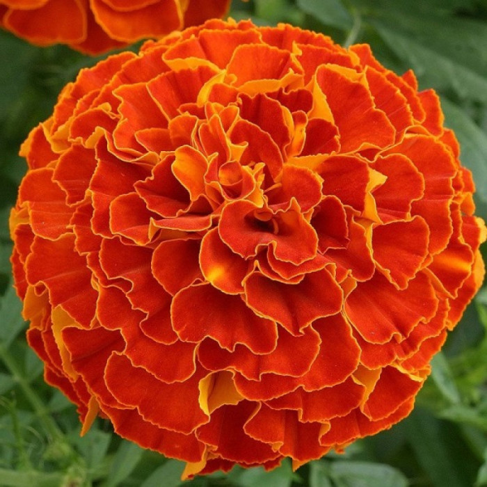 Насіння однорічних чорнобривців «Цукор і спеції» 0,25 г