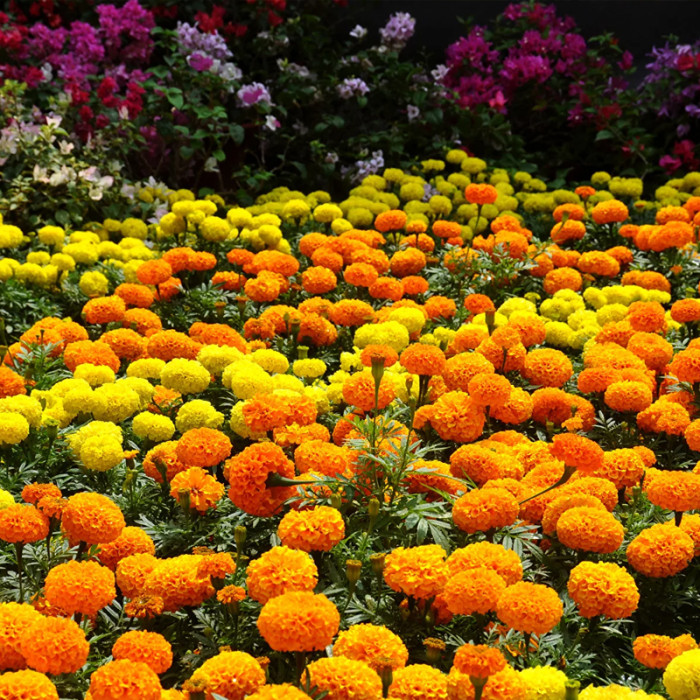 Насіння однорічних чорнобривців «Цукор і спеції» 0,25 г