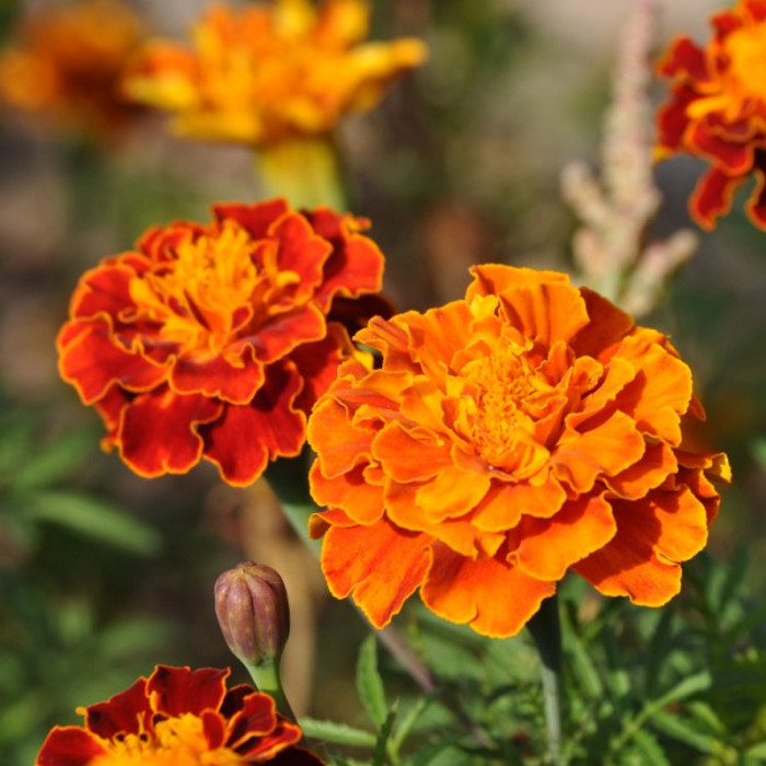 Насіння однорічних чорнобривців «Ельдорадо» 0,5 г