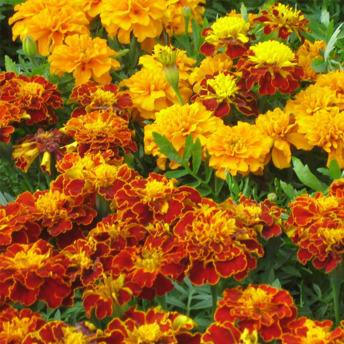 Насіння однорічних чорнобривців «Ельдорадо» 0,5 г