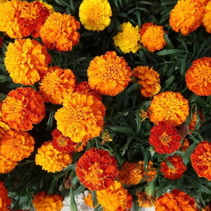 Насіння однорічних чорнобривців «Ельдорадо» 0,5 г