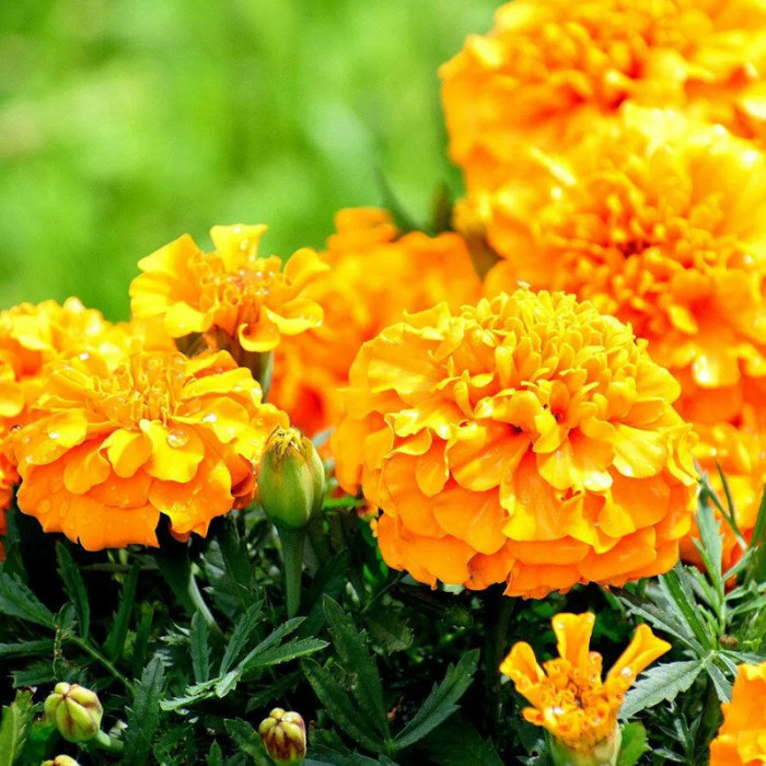 Насіння однорічних чорнобривців «Ельдорадо» 0,5 г