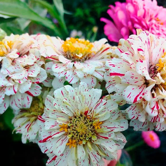 Суміш насіння цинії «Кан-Кан»