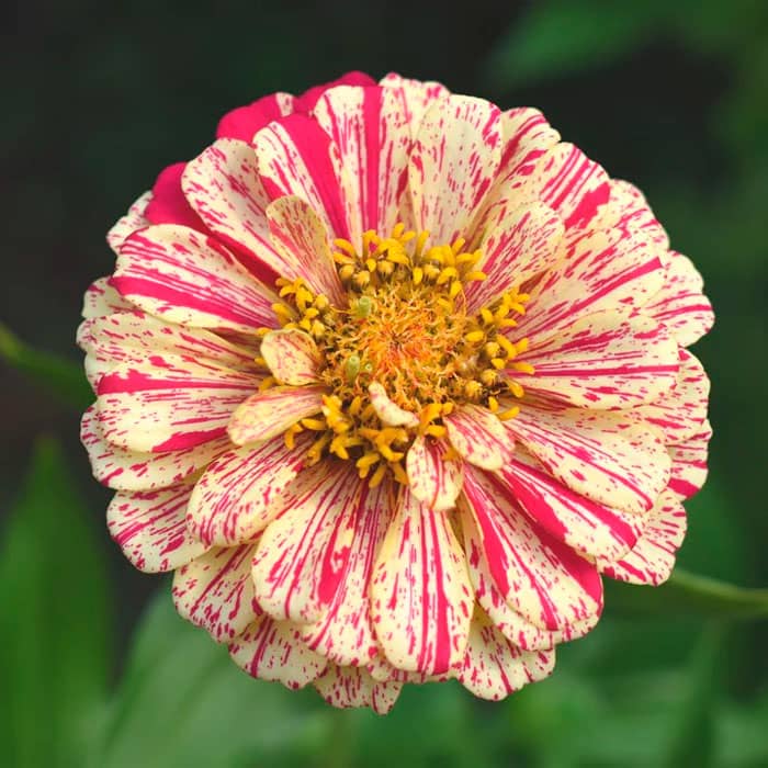 Суміш насіння цинії «Кан-Кан»