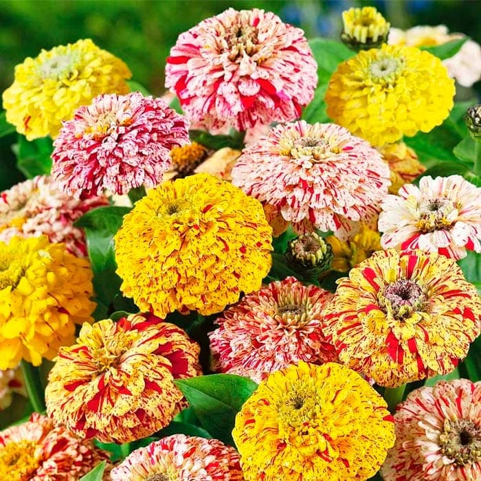 Суміш насіння цинії «Кан-Кан»