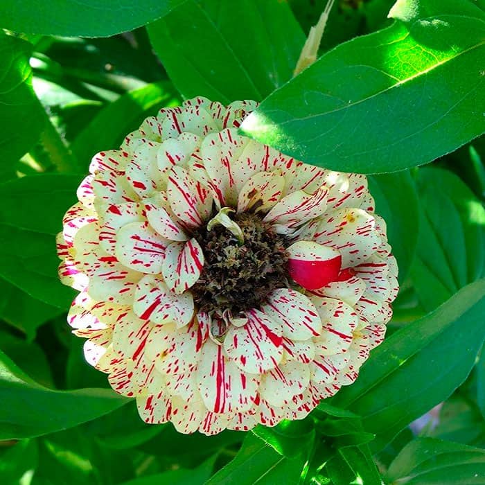 Суміш насіння цинії «Кан-Кан»