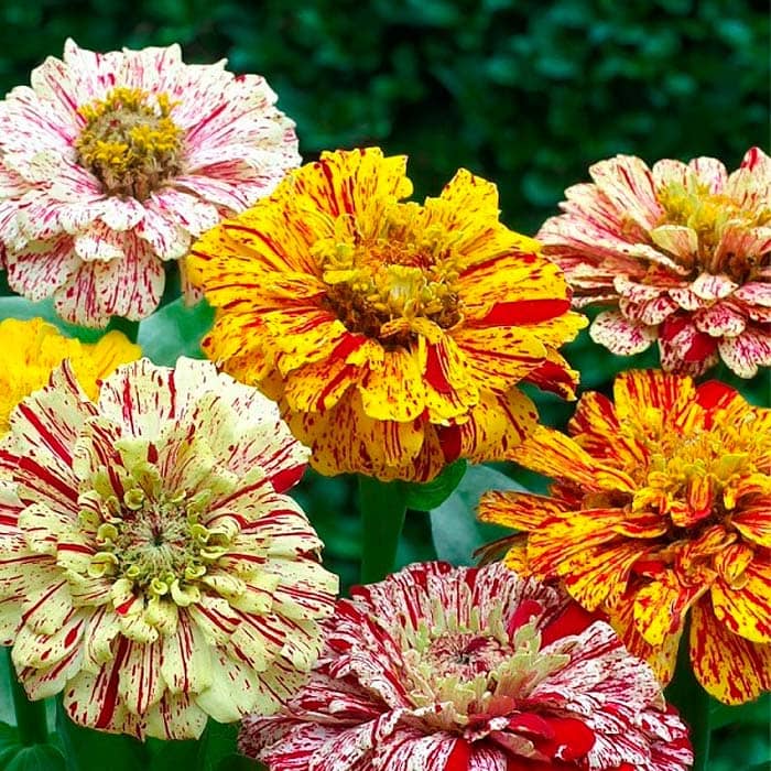 Суміш насіння цинії «Кан-Кан»