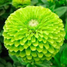 Насіння цинії «Лайм Квін»