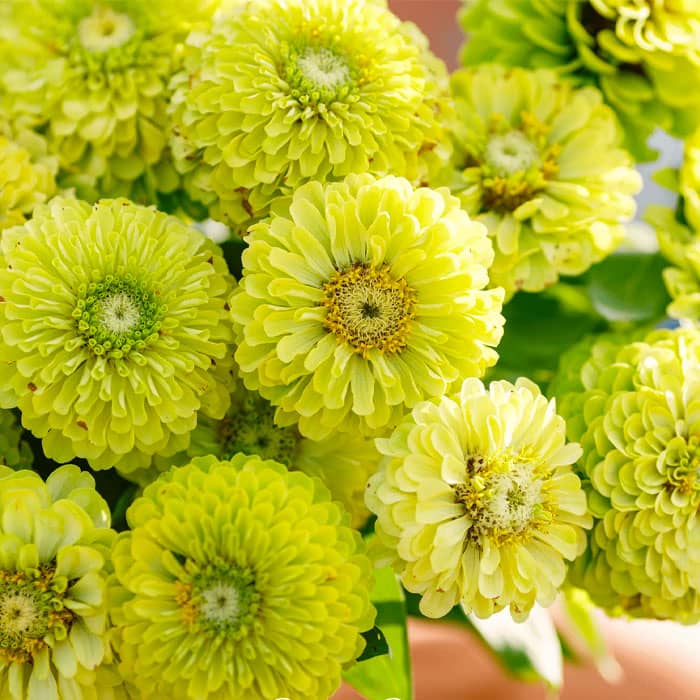 Насіння цинії «Лайм Квін»