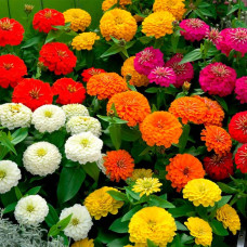 Суміш насіння цинії «Ліліпут»