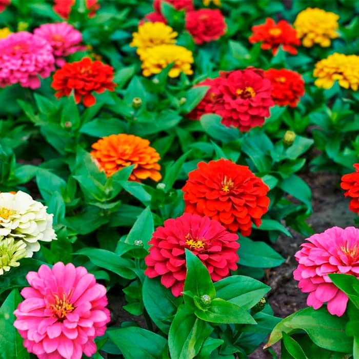 Суміш насіння цинії «Ліліпут»