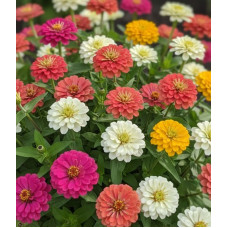 Насіння однорічної цинії «Літіл Пренцес» 0,25 г