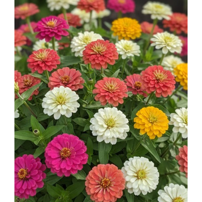 Насіння однорічної цинії «Літіл Пренцес» 0,25 г